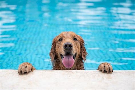 verdade que todos os cachorros sabem nadar